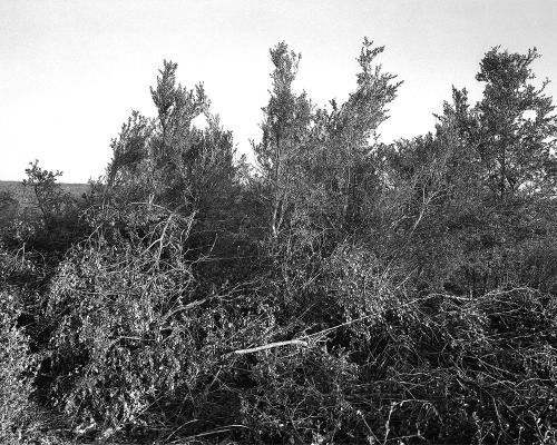 Garrigue 1_11