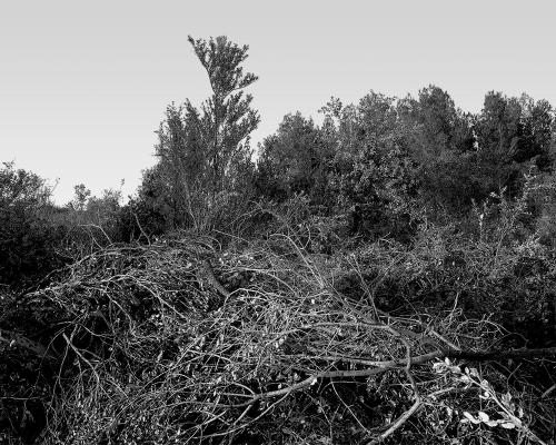 Garrigue 1_12