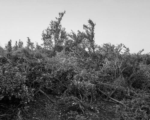 Garrigue 1_17