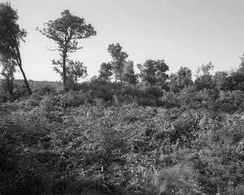 Garrigue 1_5