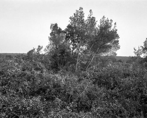 Garrigue 1_9