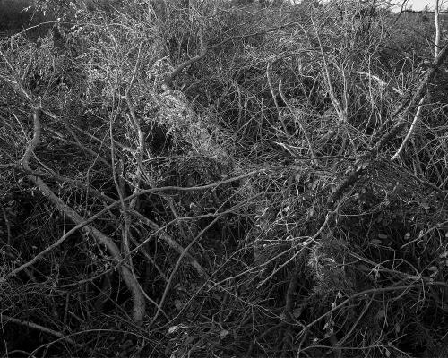 Garrigue 2_3