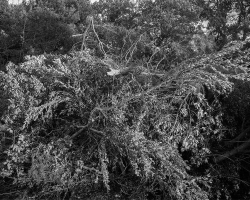 Garrigue 2_4