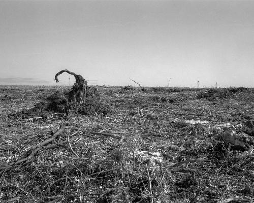 Garrigue 3_19