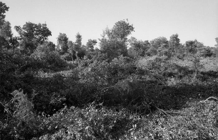 Garrigue